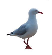 Load image into Gallery viewer, Seagull Poop Brooch