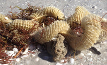 Load image into Gallery viewer, String of Coins