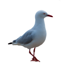Load image into Gallery viewer, Seagull Poop Brooch

